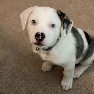 Meet your Posher, Raeanna